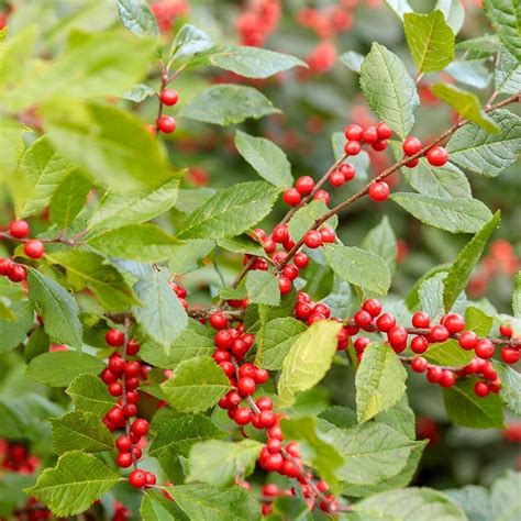 Ilex verticillata Berry Heavy® | White Flower Farm