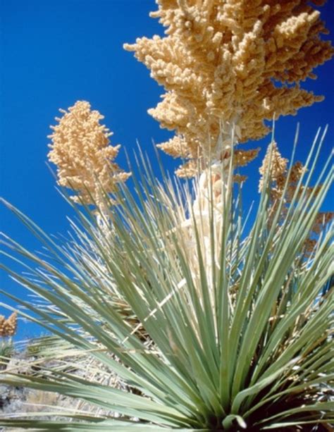 Plants Similar to a Yucca | Hunker