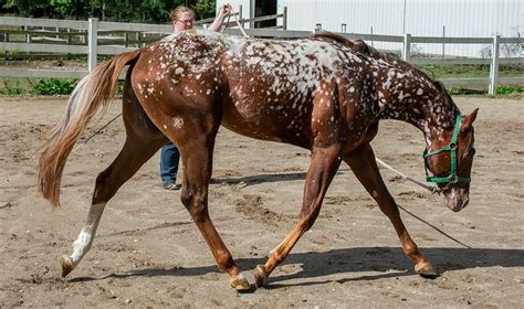 Stunning Chestnut Snowflake Appaloosa Stallion