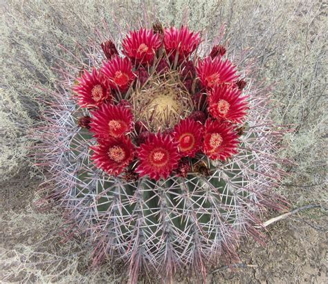 Cannundrums: Sonoran Barrel Cactus