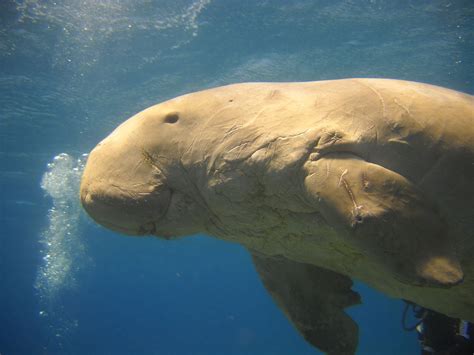 Dugong - Endangered Species Conservation Report - Conjour