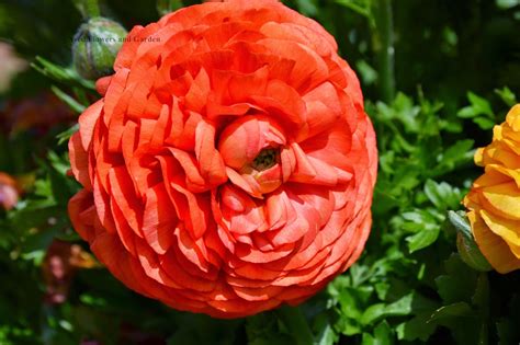 Flower and Garden: Persian buttercup