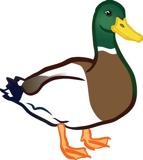 Duck Images Clipart | Free download on ClipArtMag