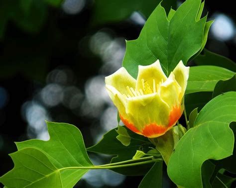 How to Grow a Tulip Poplar Tree - Birds and Blooms