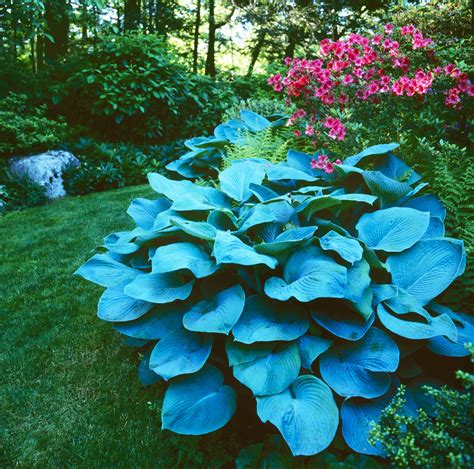 Which Hostas Can Grow in the Sun?