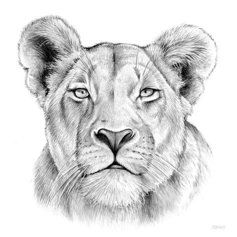 Lioness Drawing by Greg Joens | Pencil drawings of animals, Lioness ...