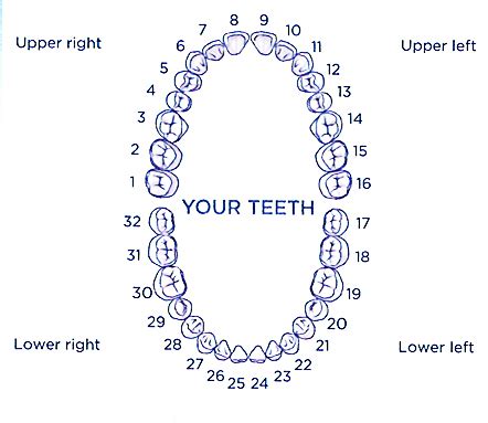 Tooth numbers and illustrations | Pi Dental Center