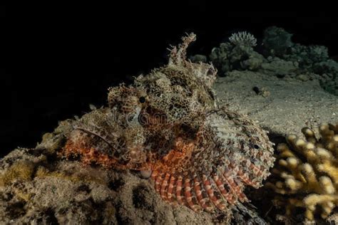 Scorpion Fish Camouflage in the Red Sea Stock Photo - Image of nature ...