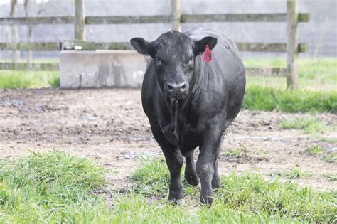 Reducing disease risk on a cow-calf operation | Ag Proud