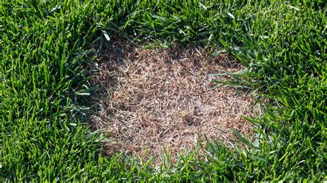 5 Most Common Lawn Diseases and How to Treat Them | Turf Badger Blog