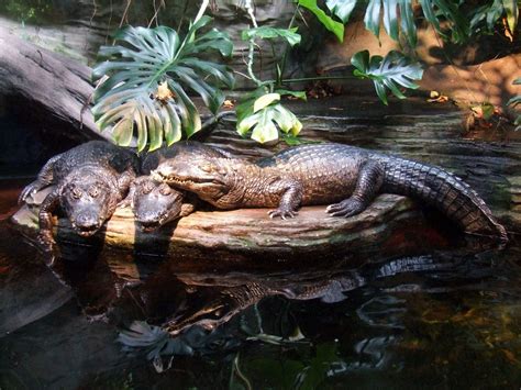 20 facts about Black caiman | FactInformer