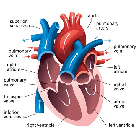 Queensland Cardiovascular Group | Anatomy of the Heart