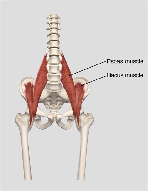 Psoas Muscle