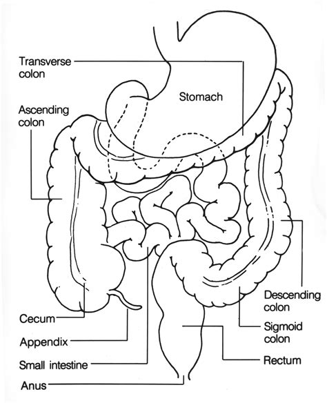 Large Intestine Simple Diagram