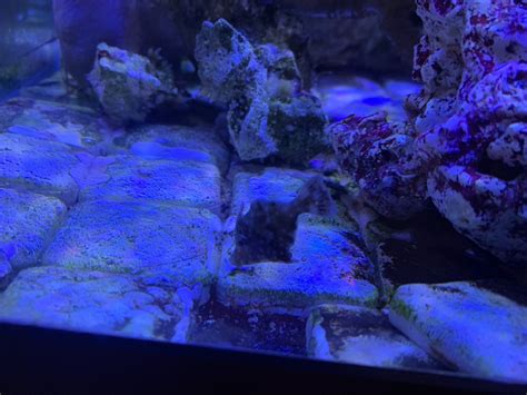 General Reef Safe "With Caution" Thread | Reef2Reef