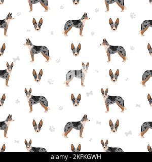 Australian koolie clipart. Different poses, coat colors set. vector ...