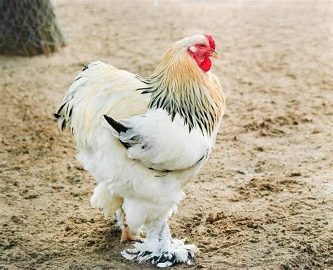 Brahma Chicken All You Need To Know: Colors, Eggs And More… | Chickens ...