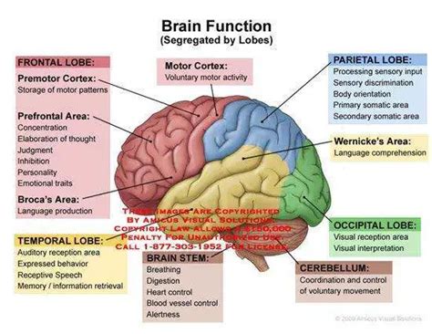 Brain diagram lobes