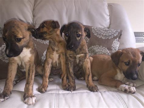 LURCHER PUPPIES | in Tain, Highland | Gumtree