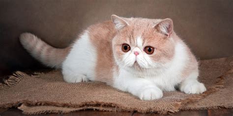 The 7 Most Adorable Flat-Faced Cat Breeds - Cats.com