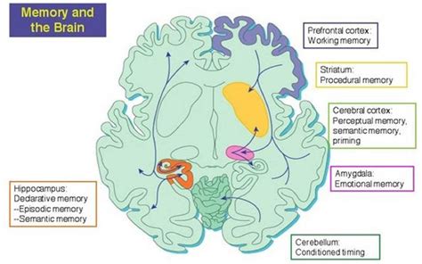 How To Preserve Nondeclarative Memory: 3 Practical Ways