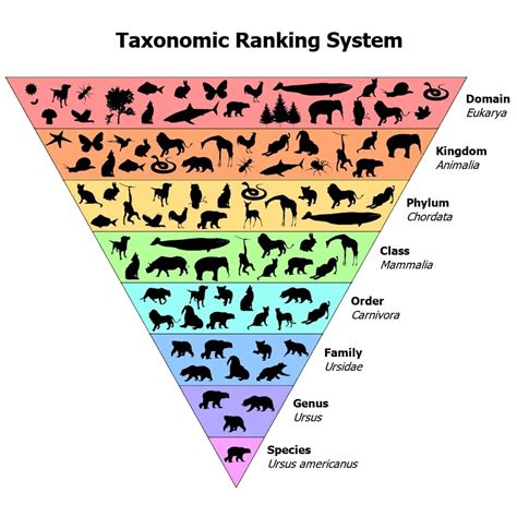 Biology Poster Hierarchy Of Biological Classification Taxonomy Science ...