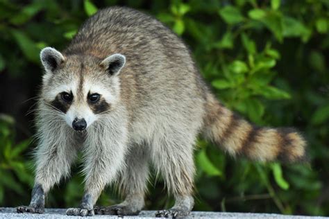 Wildlife | Appalachian Trail Conservancy