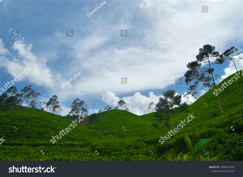 65 Kebun teh kemuning Images, Stock Photos & Vectors | Shutterstock