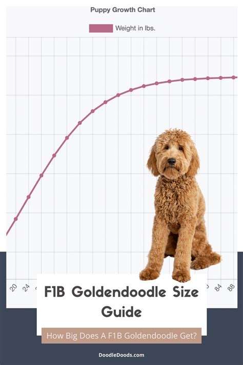 Full Grown F1b Goldendoodle Size Chart + Interactive Weight Calculator