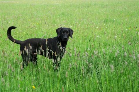 15 cute Weimaraner mixes (with pictures!) - DogsPlanet.com