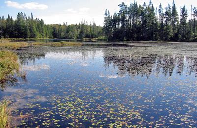 Two Different ways Acid Rain can Harm Plants + Animals in Streams and ...