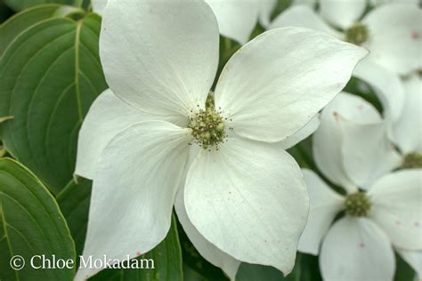 Cornus kousa | Maud Gordon Holmes Arboretum | SUNY Buffalo State University