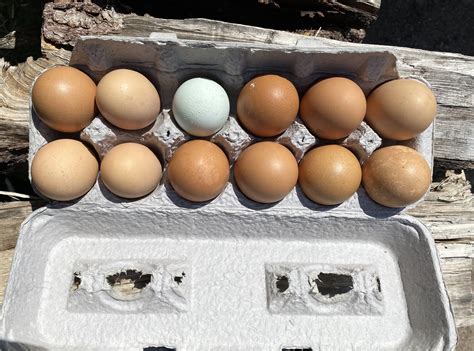 Free Range Chicken Eggs – The Cook Farm