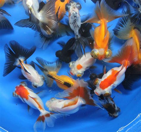 Buy 5 Pack Mixed Live Butterfly Tail Goldfish for Aquarium Fish Tank or ...