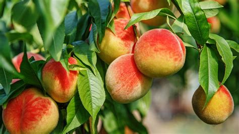 Best fruit trees: 10 to grow in your backyard | Homes & Gardens