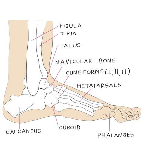 Diagram Of The Foot Parts