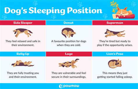 What Do Thought Dogs Sleeping Positions Mean