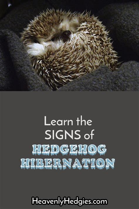 Hedgehog Hibernation Signs and Symptoms | Hedgehog hibernation ...