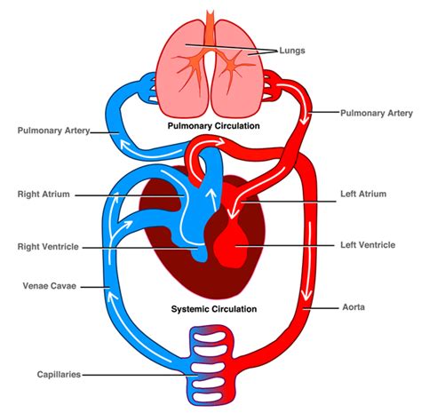 The Circulatory System Gcse Igcse And Kcse Biology Aqa Edexcel ...