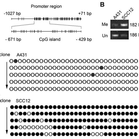 Methylation status of a CpG island in FUT4 promoter. A-Map of a CpG ...