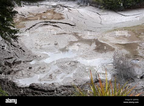 Ngamokaiakoko Mud pools at Te Puia, thermal valley of Whakarewarewa ...