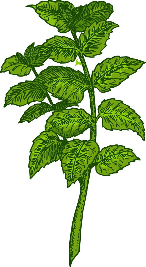 Mint leaves, mint plant. Botanical drawing. Isolated color 7313119 ...