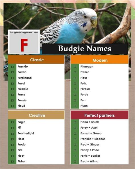 The Ultimate Guide To Parakeet Names In 2023 - BIRD LOVER