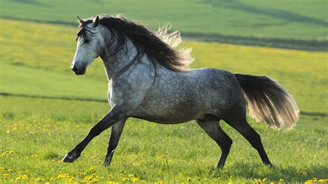 Andalusian horse: the looks, heritage and history of the Spanish breed