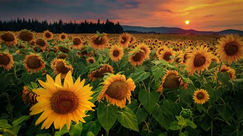 Campo de girasoles al atardecer Fondo de pantalla 4k HD ID:5863