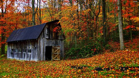 house, Autumn, Leaves, Trees, Jungle, Forest, Countryside, Huts ...