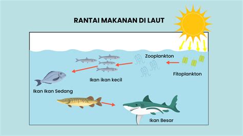 Mencermati Sistem Rantai Makanan di Sawah, Hutan dan Laut - Varia ...