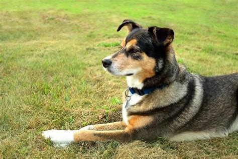 A Guide to the Border Collie Mixed with German Shepherd