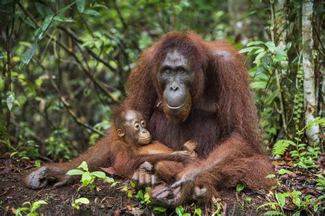 Where Do Orangutans Live? - WorldAtlas