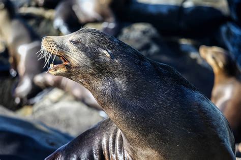 Sea lion bites fisherman, tries to drag him into sea | Juneau Empire